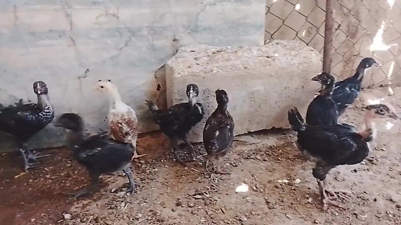 بسم الله ماشاء الله تبارك الله 
افراخ عرب عمرها شهر ونص ماخذه لقاح نيوكاسل وماخذات فيتامينات ومنشطات عددها بل 125زوج 
سعر الزوج قفل 7مكاني تكريت القادسيه قطعه خمسميه 
***********

