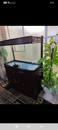 حوض سمك • كبير