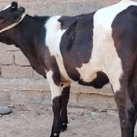 بجر • بجر كامله • بجر على باب صراف • بجر ام الصره • بجر فول • بجر نظيف...