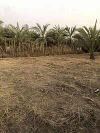 ابي الخصيب • طابو ملك صرف • ٥٢٩م