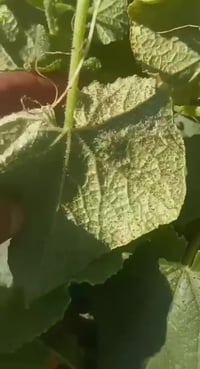 السيلازل • زراعة عضوية • أربيل خليفان