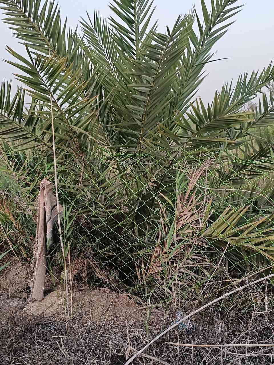 دونم زراعي يحتوي على اكثر من 5انوع نخل محمل المساحه الكليه 2500 يوجد ماء اساله وماء سقي مضخه ماء وكهرباء سياج BRSالبستان يبعد عن الشارع العام 200متر 
المكان الرفاعي 
طريق الشركات 
قرب منطقه خضر الفشاخ 
للاستفسار ***********
