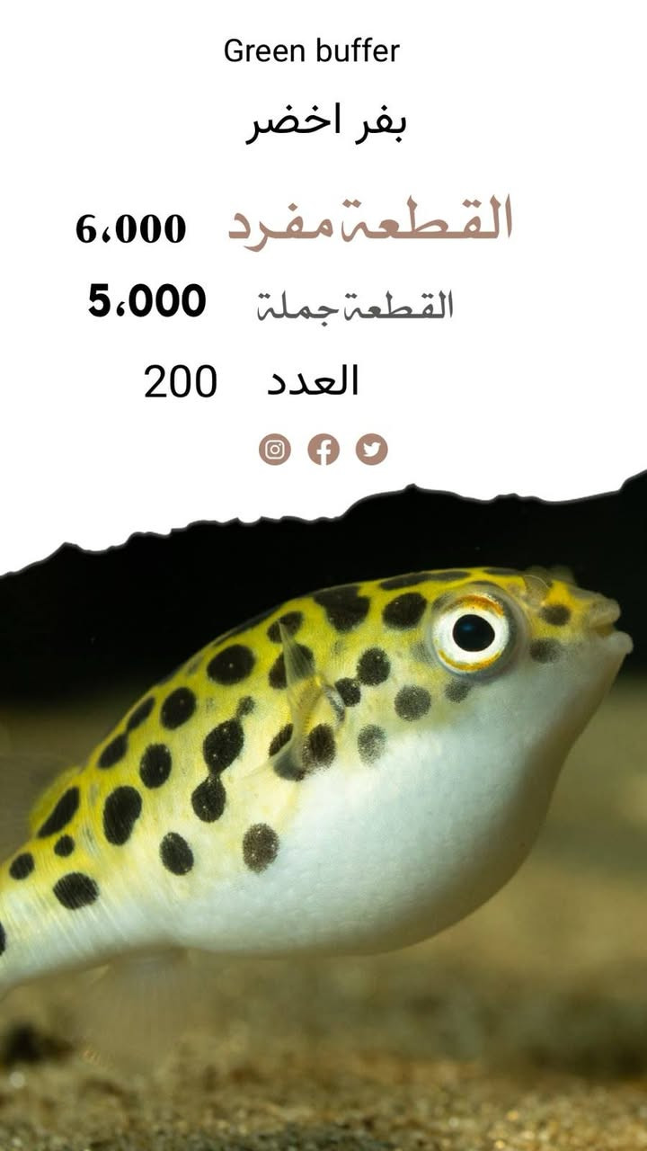 يالله تم وصول شحنة اسماك زينة وفايتر ونبات في معرض صلاح اوسكار العنوان بغداد سوك الغزل خلف مقهى برشلونة


**إذا كنت صاحب هذا الإعلان وتريد حذفه لأي سبب، رجاءا أرسل رسالة إلى الدعم الفني**