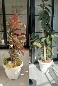 أربيل • نباتات • قطعتين