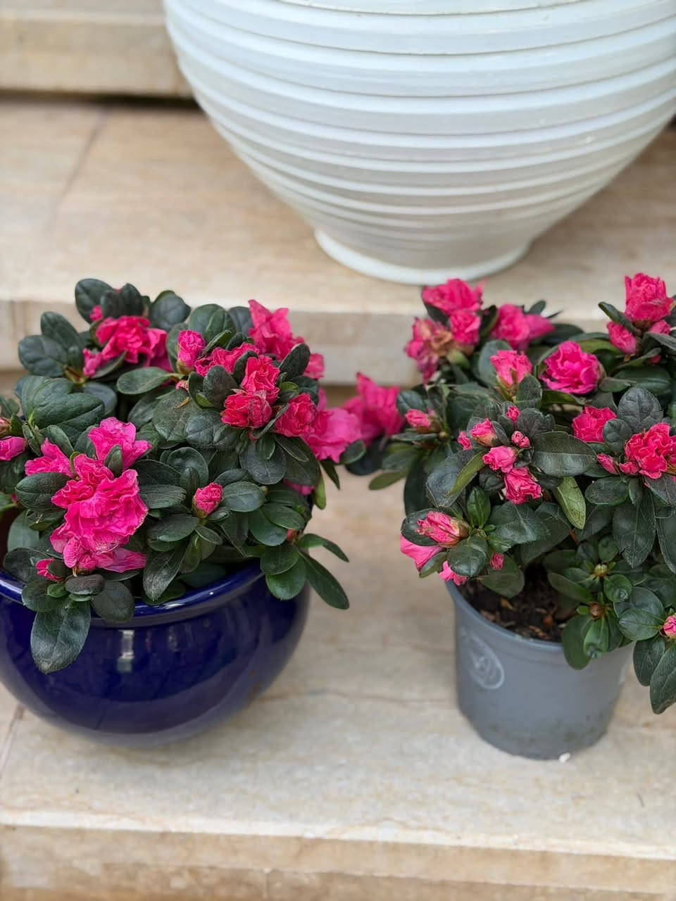 🌸 الأزاليا
نبتة زهرية بألوان جميلة 🌷
تحب الضوء غير المباشر، ري منتظم بدون تغريق، وجو معتدل.
مع العناية الصح، تزهر وتعطي شكل يفتح النفس 
✨


**إذا كنت صاحب هذا الإعلان وتريد حذفه لأي سبب، رجاءا أرسل رسالة إلى الدعم الفني**