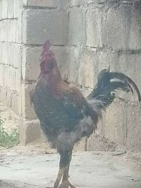 ديجين • عرب • أمام غربي