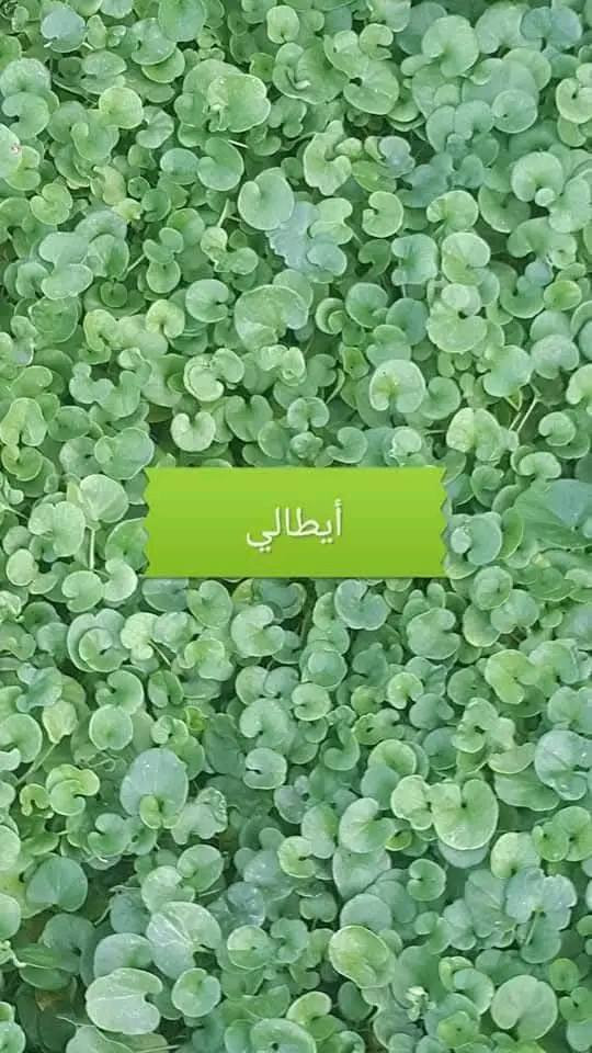 🌳 ثيل طبيعي من أجود الأنواع.. خضرة تدوم وأناقة تبهج! 🌳
مناسب للاستخدام في:

🏡 المنازل | 🌿 الحدائق | ⚽ الملاعب | 🏢 الدوائر | 🏗️ المشاريع الاستثمارية

🟢 أنواع متوفرة لدينا:

فرنسي – إيطالي – أمريكي – هندي – إسباني – إنكليزي

💚 نوعيات ممتازة بأسعار مناسبة جداً

📦 وقابل للتفاوض للكميات الكبيرة

✅ تجهيز كميات كبيرة للمشاتل والملاعب

✅ كادر متخصص بالزراعة والتركيب السليم

✅ نوصل لك لباب البيت، بأسرع وقت!

📞 للحجز أو الاستفسار تواصل معنا الآن

***********

***********

#ثيل_طبيعي #خضرة_دائمة #زراعة_ثيل #ملاعب #مشاتل #أسعار_تنافسية
