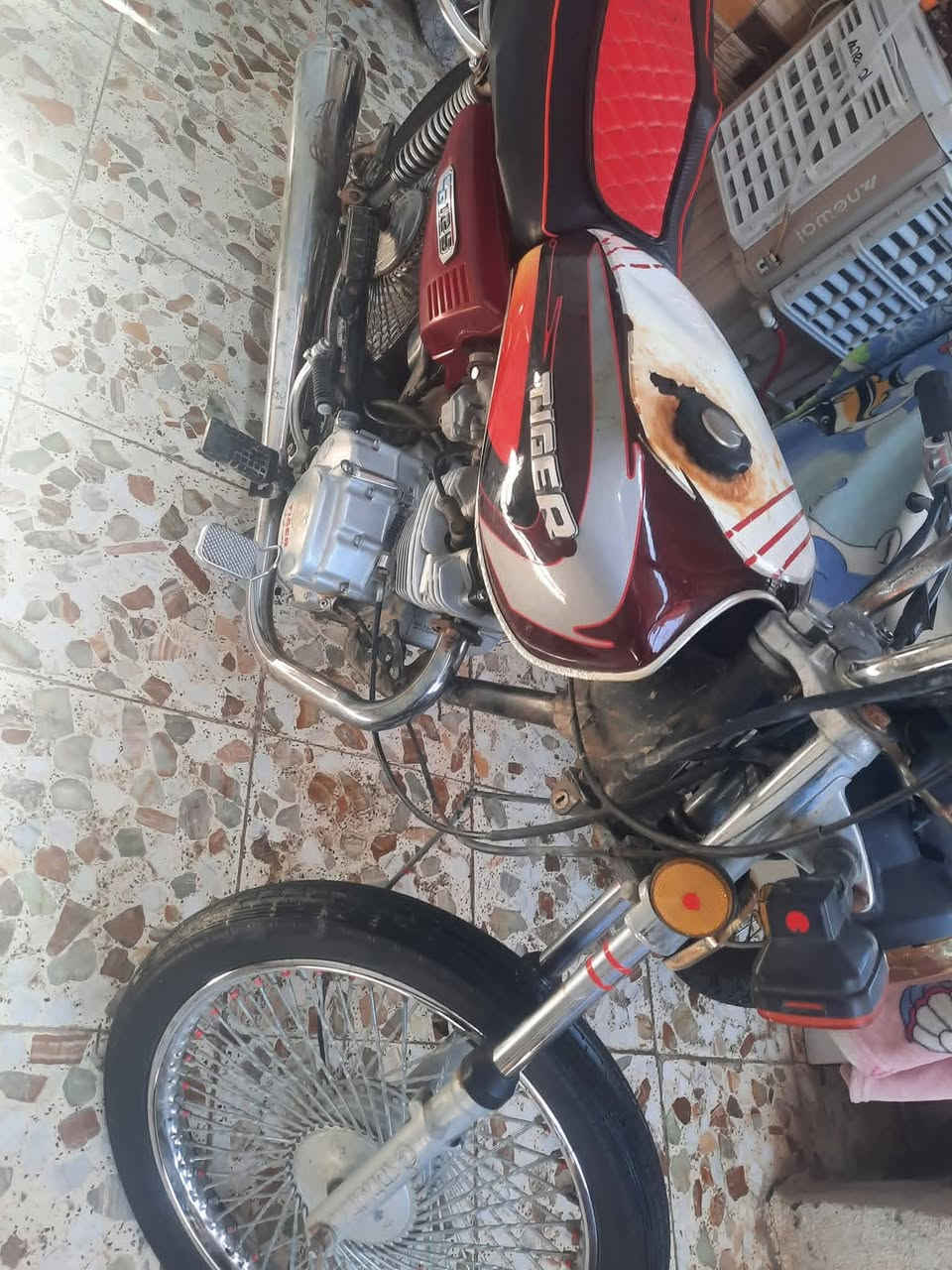 لبيع تايكر نضيهه لا تنقيص لا تبخير اوراق اصولي مكان بابل الطليعة منطقة الجذع ***********
