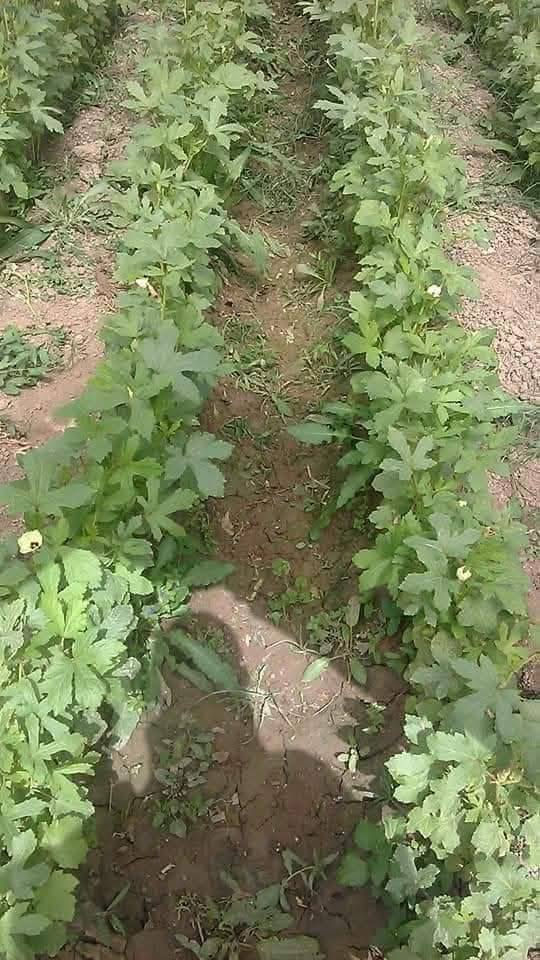 توجد لدينا بذور باميه فرنسيه الاربعينيه متعهده شرط التعهد والإنتاج لون فاتح للثمر علوها شبر تنتج للإستفسار ***********
