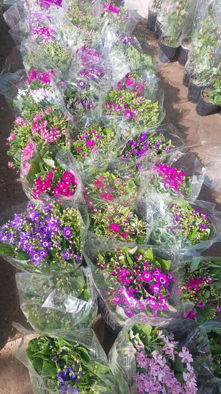 مسواك جديد
*********** وتساب
