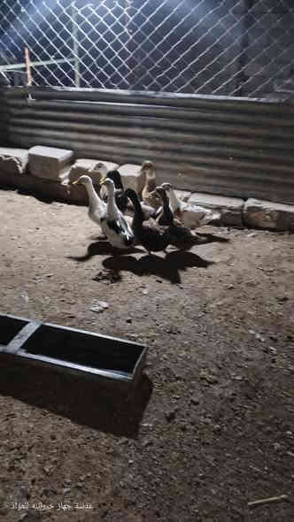 السلام عليكم ورحمة الله وبركاته بش عراقي للبيع العدد 8 سبع امايات حايلات وديج سعر الجوز 18 وبي مجال للاستفسار رقم الهاتف ***********
