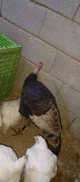 فحل فسفس للبيع ابن السنه للبيع
***********
