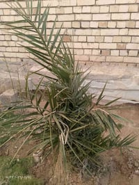 عندي نخل برحي الي يريد يراسلني أو يخابر 07765404588