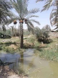 دار سكن طابقين في ابي الخصيب /البلد طابو صرف عرصه المساحة 707 متر مربع...