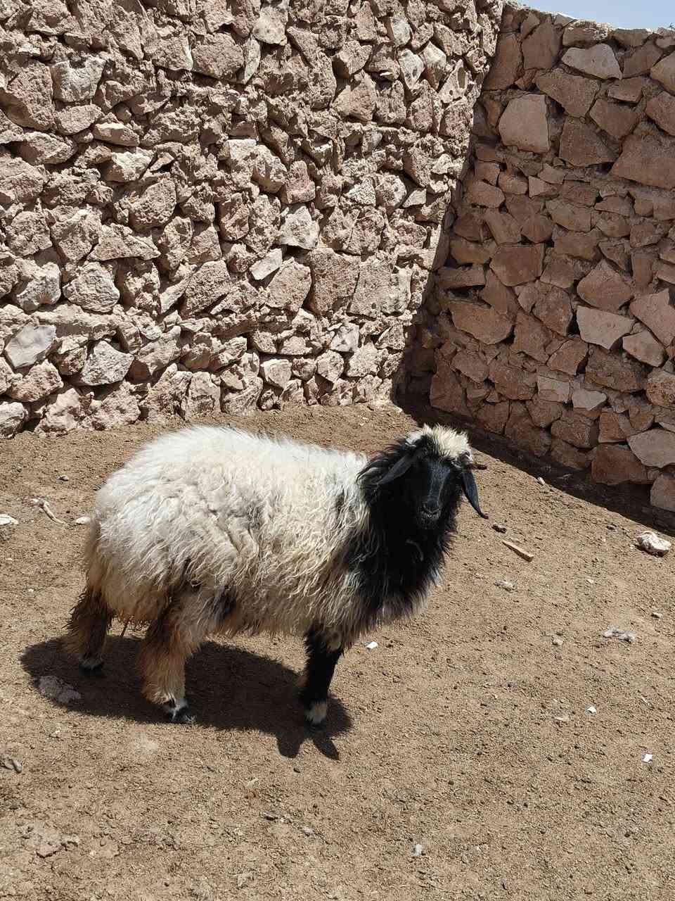 متاح فطيمه خشنه وسمن قفل لحم وشحم طلع ٢٠كيلو فوك شتريد ترهم جنيه كصابه كلشي ترهم فول مشالله سعر خاص مكان بروانه سنجك يوجد توصيل حسب لاتفاق ***********
