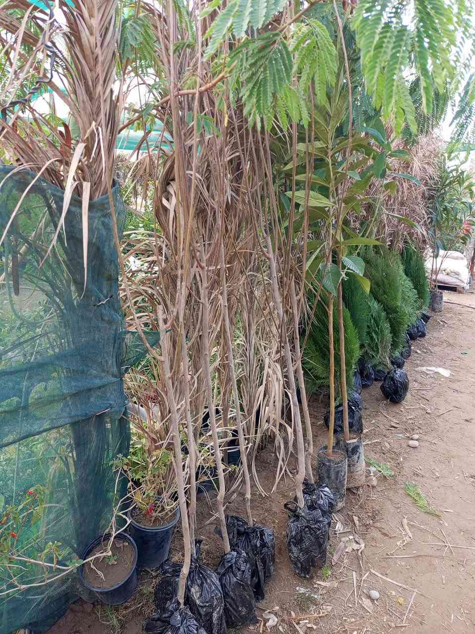 💯💯💯💯💯مشتل الجمعيه 💯💯💯💯💯
توفرت وجبه جديده من النباتات الخارجية

تين عرموطي إيطالي اصفر ارتفاع/2متر 
كاكي طماطه مطعم ارتفاع 2متر 
لنك الدنيا غير مطعم ارتفاع 2متر
عفص ارتفاع 1متر
رمان اسود ارتفاع 80سم
زعرور احمر مطعم ارتفاع 2متر متر
الدجيل الجمعيه خلف الدفاع المدني 💯 
للاستفسار *********** واتساب مازنجر 
توجد لدينا خدمه توصيل داخل الدجيل 💯
