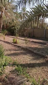 شارع سيدة زينب • دونم • سند 25