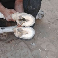 اي واحد عده هيج زمال حافره طويل ويريد كص وتنظيف يتصل عليه واني بلخدمه ...