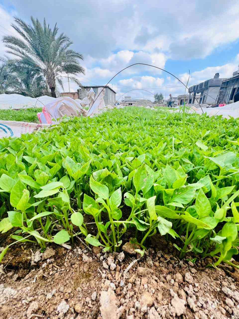 دايه فلفل بونازا واميرال
وبيذنجان برشلونه طول اللوح١٥٠ والعرض ١٢٠ الثخن خير من الله للحجز والاستفسار التواصل مع الرقم الموجود في الاعلان ***********
