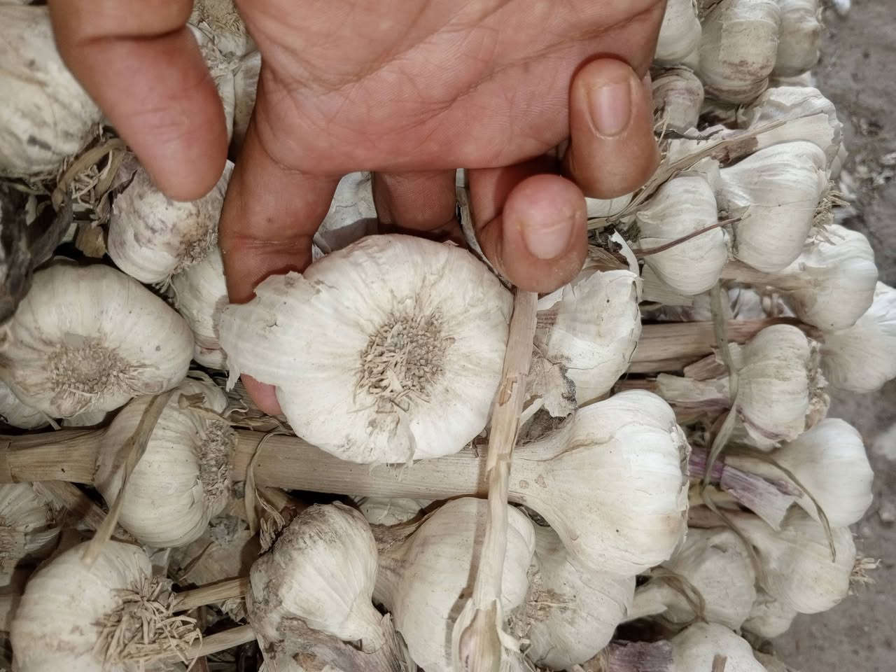 ثوم الكميه خير من الله سعر الوزنه 175 نضيف درجه اولى وكبار ويفيد الشتل ويسوه اكثر
ادمن وافق


**إذا كنت صاحب هذا الإعلان وتريد حذفه لأي سبب، رجاءا أرسل رسالة إلى الدعم الفني**