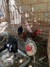 ٣ ديوكة • عرب حلوات • حي الثمانيه