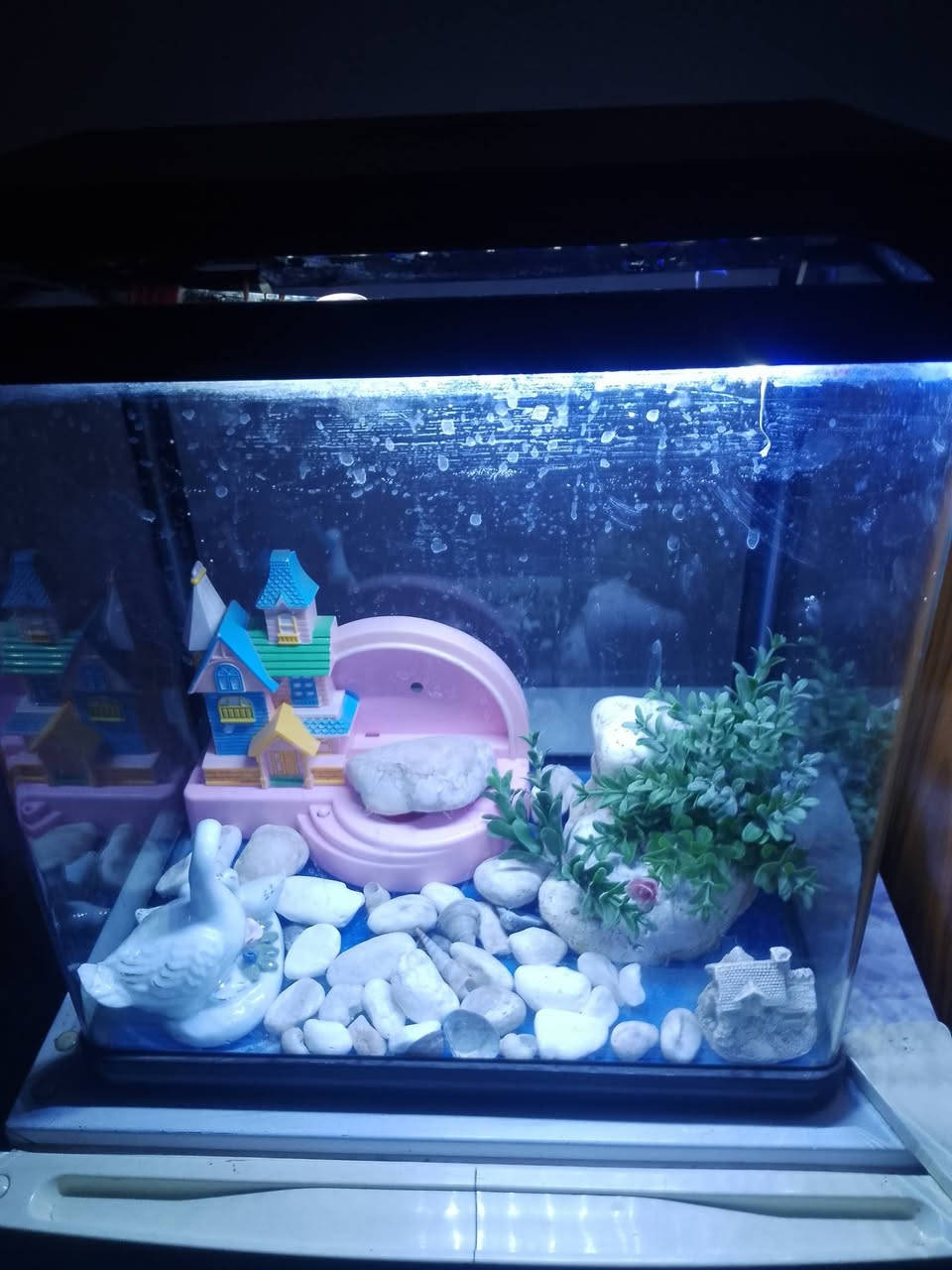 حوض أسماك للبيع


**إذا كنت صاحب هذا الإعلان وتريد حذفه لأي سبب، رجاءا أرسل رسالة إلى الدعم الفني**