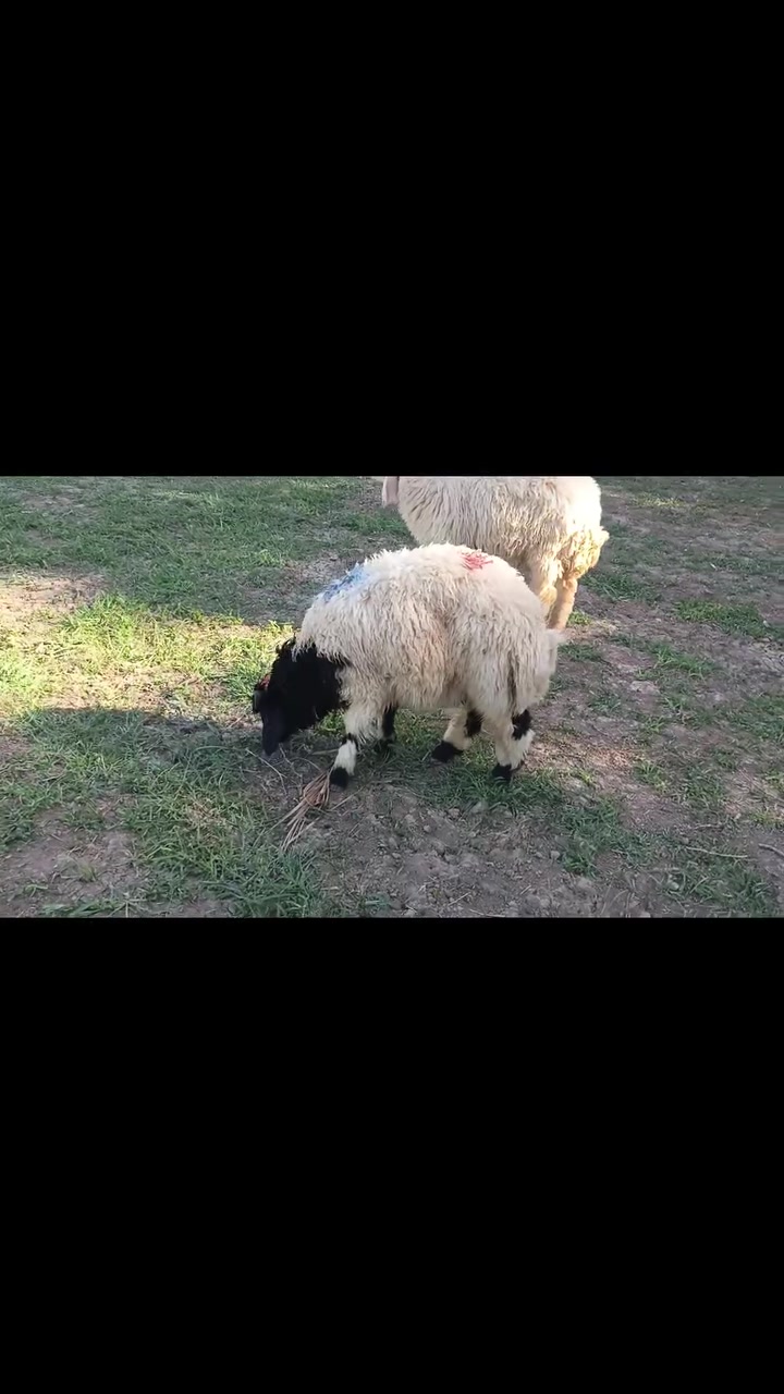سلام عليكم عندي طليان للبيع اليريد يتصل ***********مكاني طريق سده محاويل
