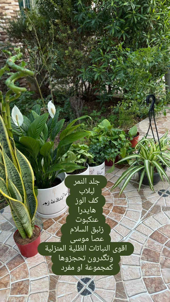 جايكم العيد وعيد الأم ☺️
شنو احلى من الجمال الطبيعي تهدوه لأمهاتكم🌷
 شوفولي جمالهم مع السنادين (ومتوفر طباعة اي شي يعجبكم ع السندانة) 👇
#مشتل_زهور_النرجس 
توصيل//متوفر لكل المحافظات 
الدفع// متوفر ماستر. او زين كاش (لليحب يرسل هدية)


**إذا كنت صاحب هذا الإعلان وتريد حذفه لأي سبب، رجاءا أرسل رسالة إلى الدعم الفني**