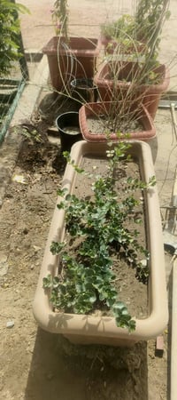 مشتل شارع زوبع • نباتات زينة • ريحان عطري