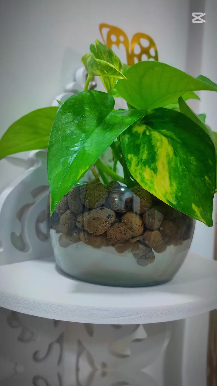 نبات البلاب الجميل مع احجار الليكا


**إذا كنت صاحب هذا الإعلان وتريد حذفه لأي سبب، رجاءا أرسل رسالة إلى الدعم الفني**