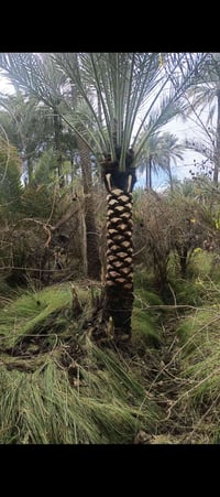 بعقوبه • بستان ملك • سند بسمي