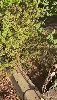 دار150م زراعي عبد الحر  بوب الشام بصفحه عبد الحر البيت رادله ترتيب بس ...