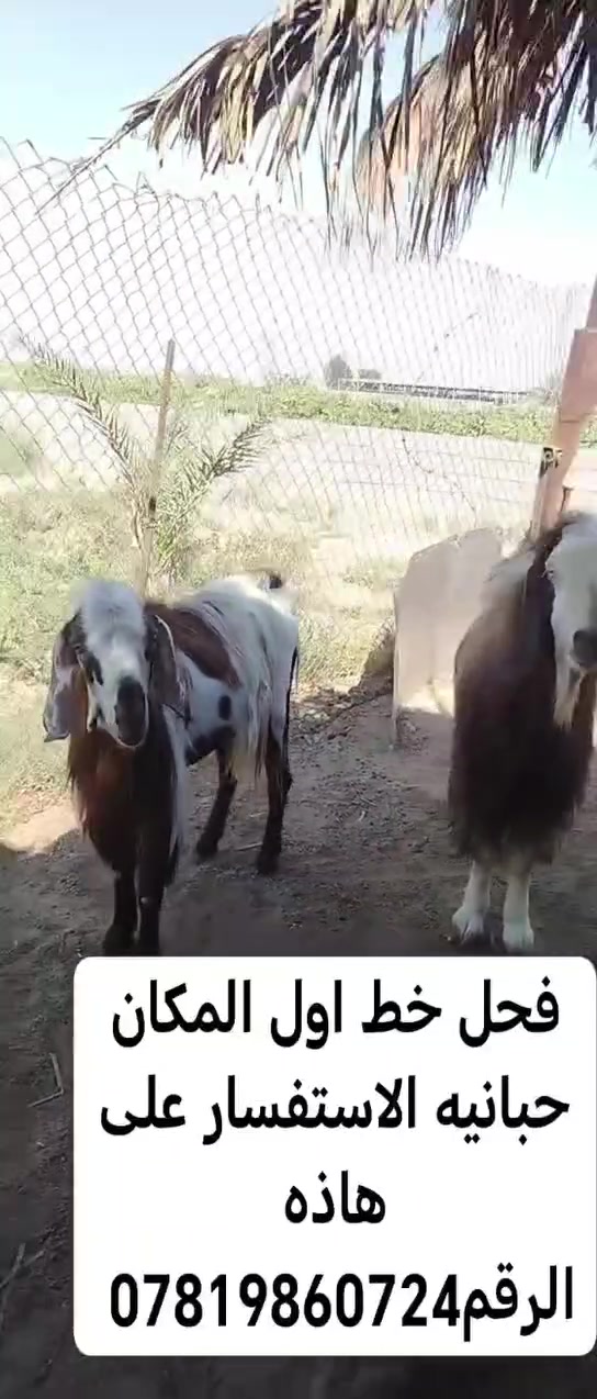 للبيع جدايه شتريدهن يرهمن افحل كصابه وين عشاق هيج نوادر مكان الانبار الحبانيه  كولكم ***********

