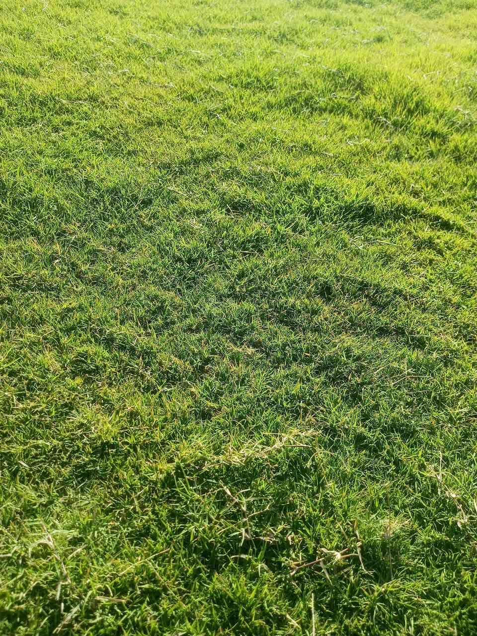 🌳 ثيل طبيعي من أجود الأنواع.. خضرة تدوم وأناقة تبهج! 🌳
مناسب للاستخدام في:
🏡 المنازل | 🌿 الحدائق | ⚽ الملاعب | 🏢 الدوائر | 🏗️ المشاريع الاستثمارية

🟢 أنواع متوفرة لدينا:
فرنسي – إيطالي – أمريكي – هندي – إسباني – إنكليزي
💚 نوعيات ممتازة بأسعار مناسبة جداً
📦 وقابل للتفاوض للكميات الكبيرة

✅ تجهيز كميات كبيرة للمشاتل والملاعب
✅ كادر متخصص بالزراعة والتركيب السليم
✅ نوصل لك لباب البيت، بأسرع وقت!

📞 للحجز أو الاستفسار تواصل معنا الآن
***********
***********
#ثيل_طبيعي #خضرة_دائمة #زراعة_ثيل #ملاعب #مشاتل #أسعار_تنافسية
