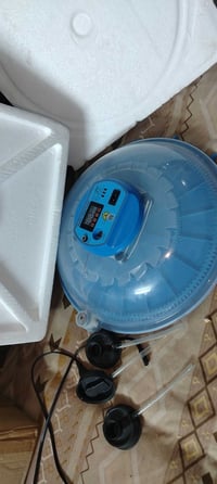 فقاسة • ٢٥ بيضة • زعفرانيه