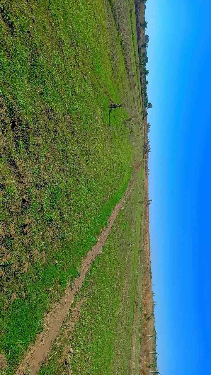 سلام عليكم أرض زراعيه مساحه 9  دونم صنف الأرض عقد 35  مجدد 24  بسمي منطقة جماليه للستفسار اتصل على الرقم ***********
