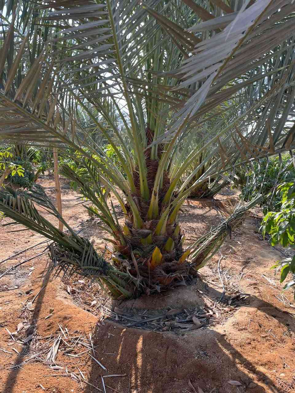 برحي فرنساوي اصل Singapore


**إذا كنت صاحب هذا الإعلان وتريد حذفه لأي سبب، رجاءا أرسل رسالة إلى الدعم الفني**