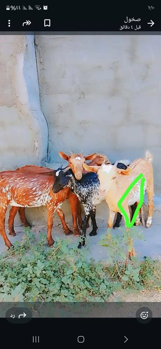 نمريات للبيع ***********
