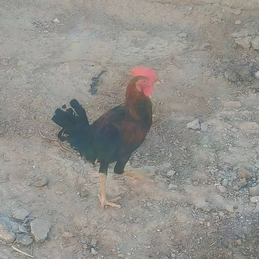 ديوجه للبيع السعر خاص


**إذا كنت صاحب هذا الإعلان وتريد حذفه لأي سبب، رجاءا أرسل رسالة إلى الدعم الفني**