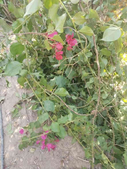 بسم الله الرحمن الرحيم 
حمله ميسان الخير 
يسر مشتل الزهراء في ميسان ان يعلن لكم توفر اقلام مجاني بثواب امواتي 
اقلام تكي كندي 
اقلام تكي عراقي 
اقلام جهنمي 
اقلام دفله 
اقلام رمان حلبجه
اقلام كف مريم 
اقلام زيتون اقلام رمان واندفل الامريكي 
حمله ميسان الخير ومن اجل ميسان خضرار 
مجاني بثواب امواتي 
مشتل الزهراء في ميسان العماره بستان دور النفط شارع مقبره الصابئه قرب جملونات بيت العنتاكي للدواشك والحصران داخل الفرع 
***********
***********
