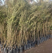 مشتل كرار الزراعي.   لايوجود توصيل فقط للكميه الاجره ع مشتري    الأسعا...