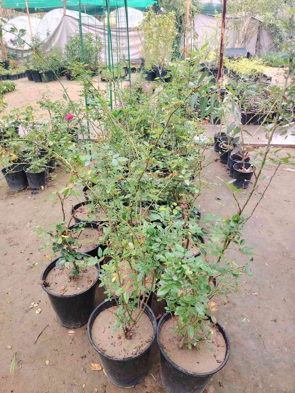 نسرين متسلق 🌿🔥
نبات دائم الخضرة، من اجمل المتسلقات  😍
مقاوم قوي للحرارة ويتحمل أجواء العراق بكل قوة 💪
عمر النبات أكثر من سنة (خشن وجاهز للنمو السريع)
وألوانه مفاجأة حلوة تنتظرك(تغير معروفه)@🌸
متوفر بسندانه كبيرة وسعر خرافي:
💰 8000 دينار فقط
🔥 عرض خاص: كل 2 بـ 15,000 دينار فقط
📍 العنوان: كوت الفلاحية قرب جسر الأنوار، مجاور إسالة ماء الفلاحية
🚚 يوجد توصيل داخل الكوت فقط
📞 للاستفسار والطلب: ***********
