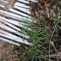 مرشات زراعية مستعملة شهرين فقط  جديدات نوعية اصلي  صوندة رئيسية طول 90...