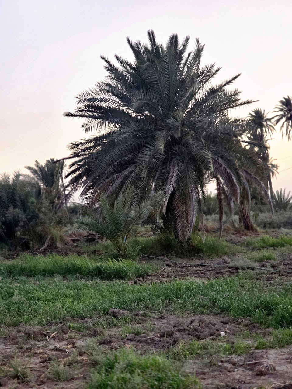 أرض زراعيه مساحتها ( دونم ونص)  ( ٣٧٠٠ )م للبيع  يوجد فيها نخيل 
تتوفر فيها كافه الخدمات
المكان / منطقه البوصالح    للاستفسار الاتصال على الرقم
***********
