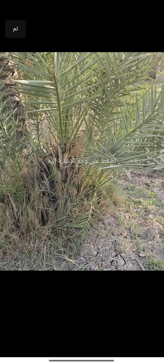 سلام عليكم من رخصه مدير الكروب متاح فراخ نخل النوع ستعمران وخضراوي سعر 4تلاف***********
