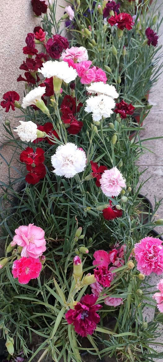 قرنفل قطمر عراقي عطري دائمي
مناسب للقطف و الباقات الصغيرة
يزهر خلال الشتاء و يزداد التزهير في الربيع و يتوقف في باقي السنة
في الصيف يوضع في شمس الصباح الباكر فقط
يفضل نقله لسندان اكبر 
سعر السندان ٢٠٠٠ دينار 
توصيل فقط لاغلب احياء الموصل 
للطلب يرجى مراسلة الصفحة


**إذا كنت صاحب هذا الإعلان وتريد حذفه لأي سبب، رجاءا أرسل رسالة إلى الدعم الفني**