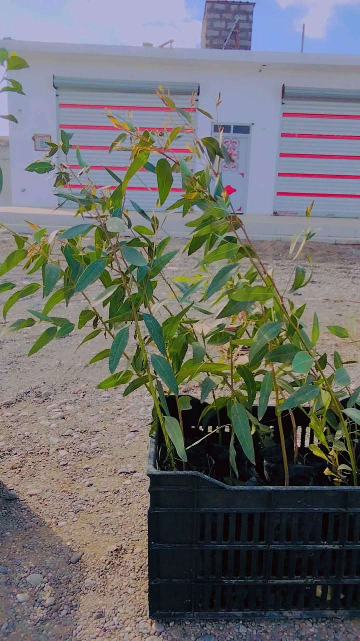 برتقال عراقي 2000 قلم طوز 4ب5000 اخر كمية بسبب غلاء الاسعار ومحدودة جدا شميط مقابيل مدرسة بدر الكبرة ***********
