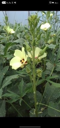 توجد لدينا بذور باميه فرنسيه الاربعينيه متعهده شرط التعهد والإنتاج لون...