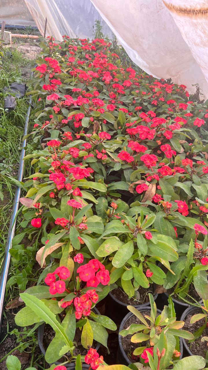 اللهم صلي على محمد وال محمد يوجد لدينا حمضيات بأنواعهه ونفضيات والجوري الصلطاني بأنواعه واحجامه والتين وزيتون والضليات يعني شتريد موجود وبأسعار تنافسيه يعني بسعر الجمله ماعليك غير تزورنه وراح تلكه كلشي الي تحتاجه والي يعجبك وبسعر الجمله وعندنه توصيل هم عنوانه مسيب حي المعلمين الاولى قرب سكت القطار ***********
