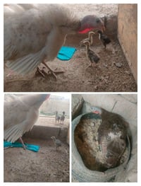 گرك • افراخ • بعشيقة